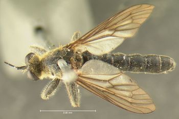 Media type: image;   Entomology 12773 Aspect: habitus dorsal view